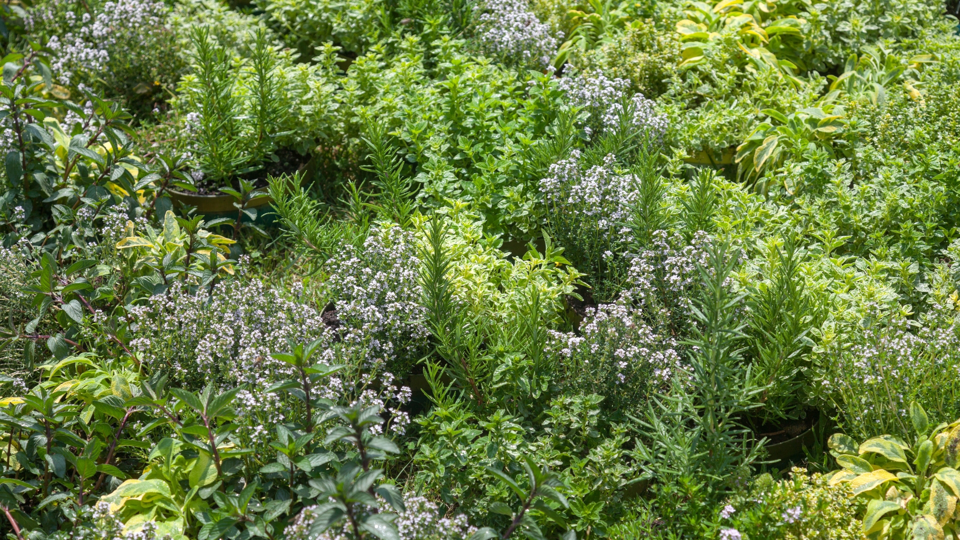 herbs of botanical garden in chania