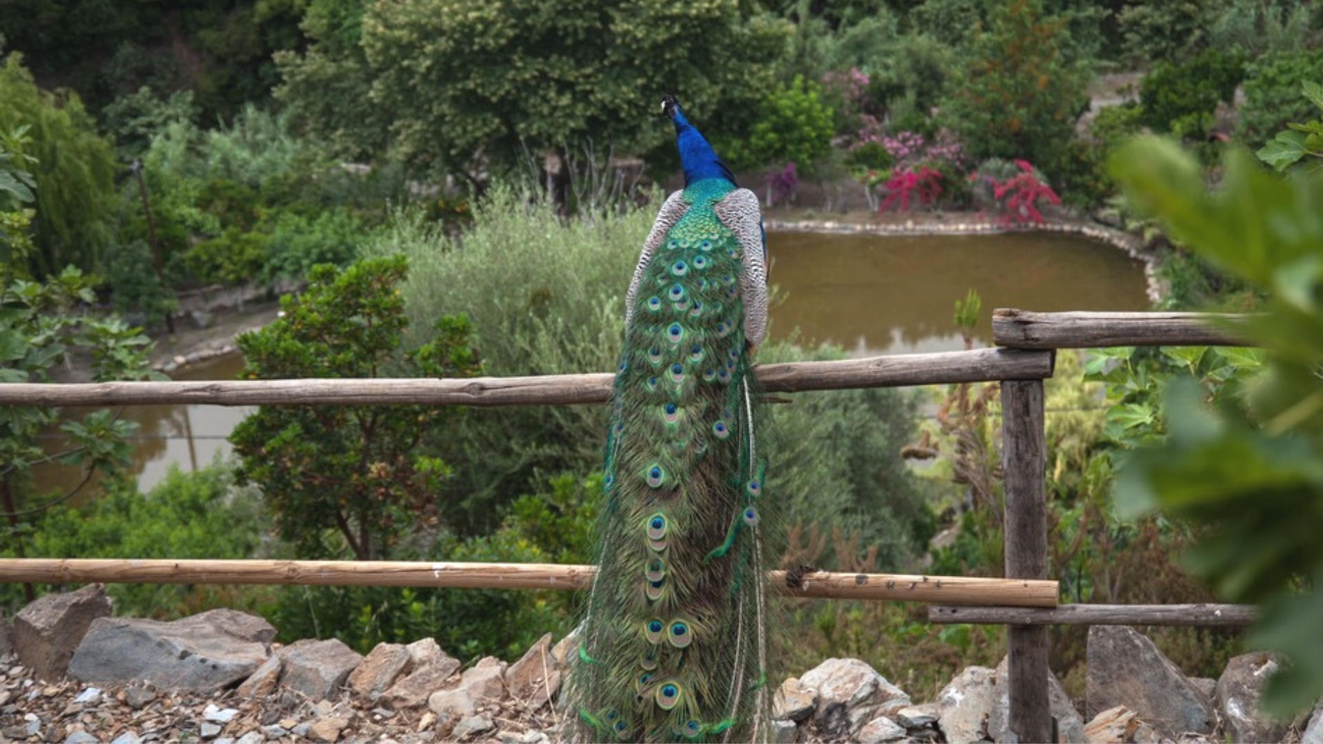 peacock at chania botanical park