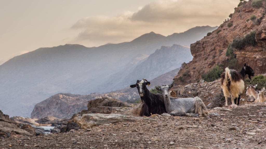 goats in anogia village